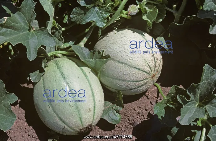: Ripe Cantaloupe : Ripe Cantaloupe