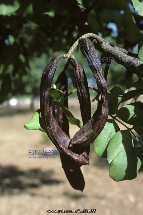 : Ripe Carob pods (Ceratonia siliqua) : Ripe Carob pods (Ceratonia siliqua)
