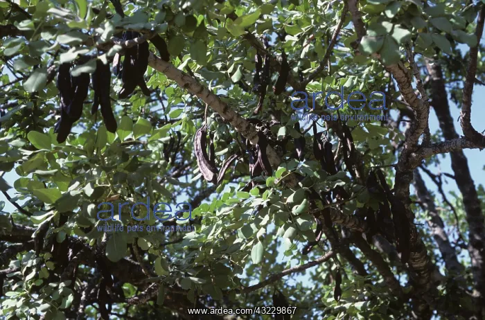 : Ripe Carob pods (Ceratonia siliqua) : Ripe Carob pods (Ceratonia siliqua)