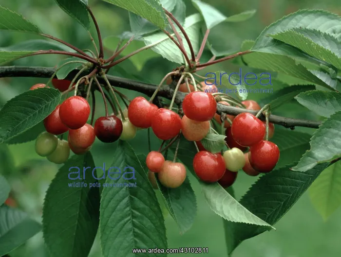 : Ripe cherries : Ripe cherries