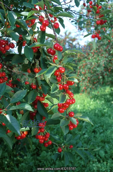 : Ripe Cherries : Ripe Cherries