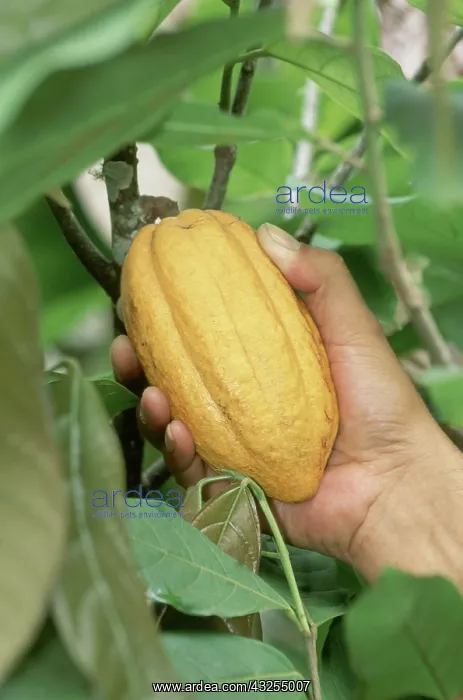 : Ripe Cocoa Fruit : Ripe Cocoa Fruit
