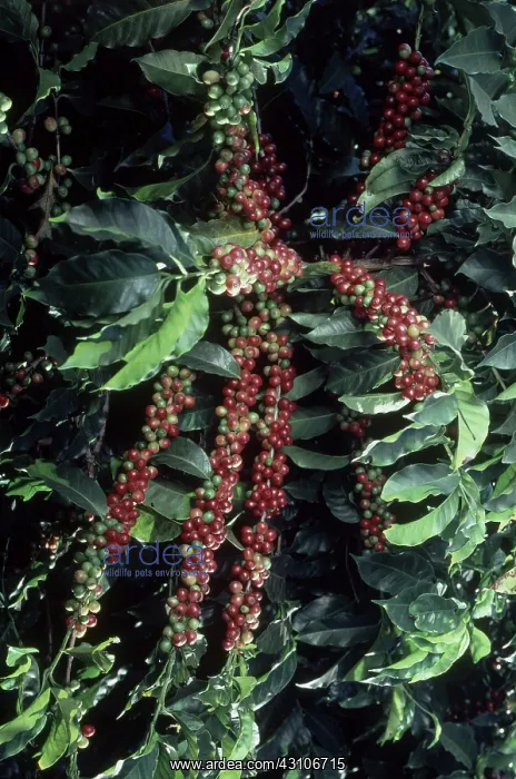 : Ripe Coffee : Ripe Coffee