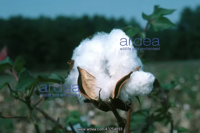: Ripe Cotton Boll : Ripe Cotton Boll