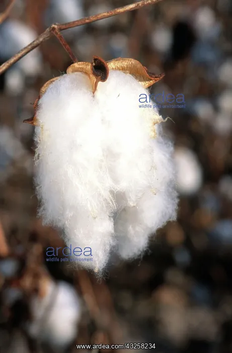 : Ripe Cotton Boll : Ripe Cotton Boll