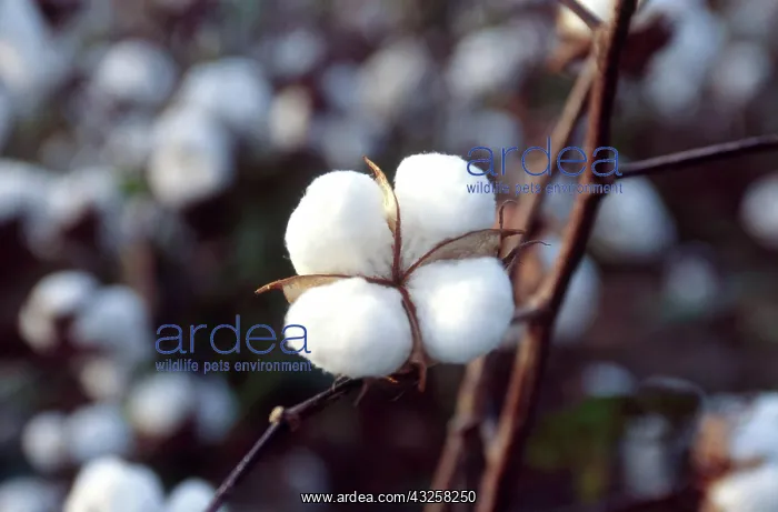  : Ripe Cotton Boll