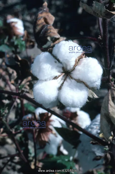 : Ripe Cotton Boll : Ripe Cotton Boll