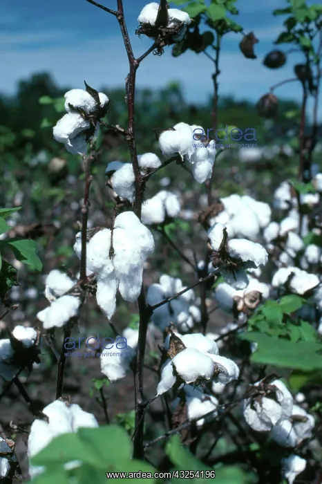 : Ripe Cotton Bolls : Ripe Cotton Bolls