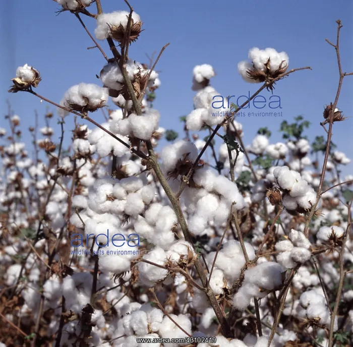 : Ripe cotton crop : Ripe cotton crop
