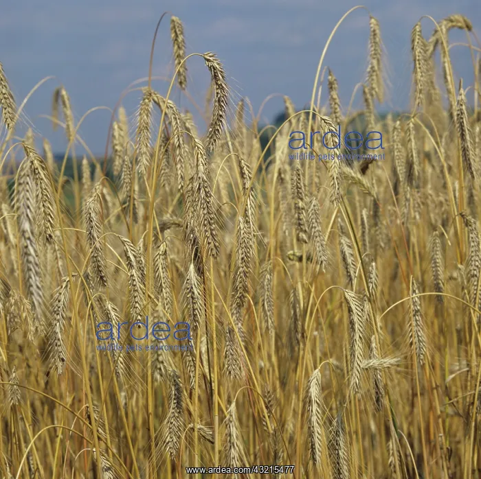 : Ripe crop of rye variety Animo : Ripe crop of rye variety Animo