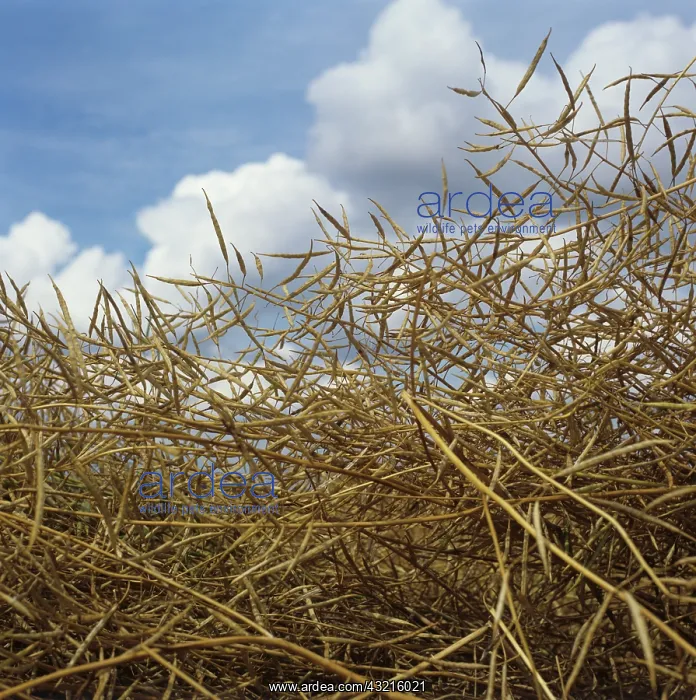 : Ripe dessicated oilseed rape pods : Ripe dessicated oilseed rape pods
