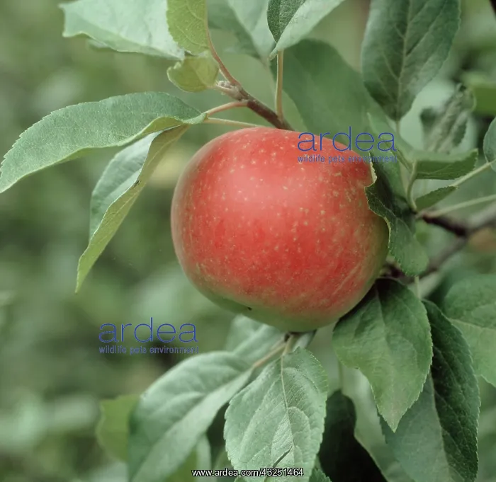 : Ripe Discovery Apple : Ripe Discovery Apple