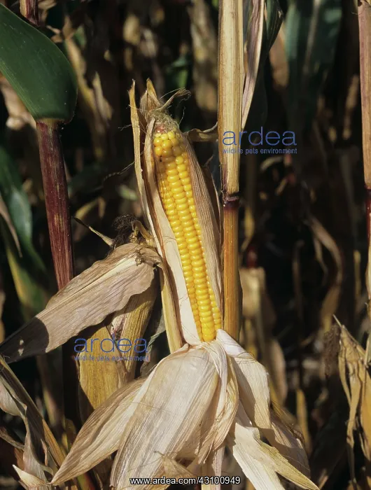 : Ripe Ear of Corn : Ripe Ear of Corn