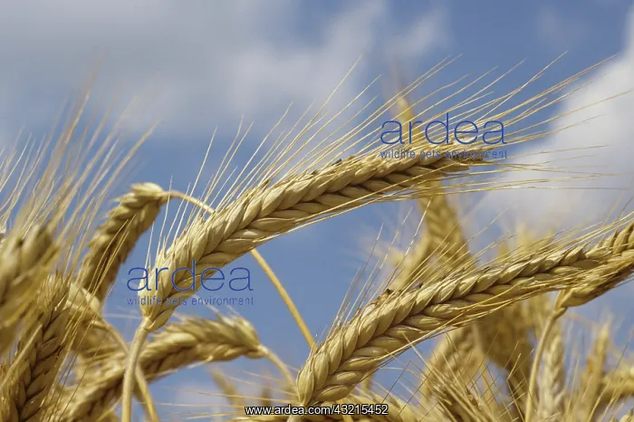 : Ripe ear of Triticale : Ripe ear of Triticale