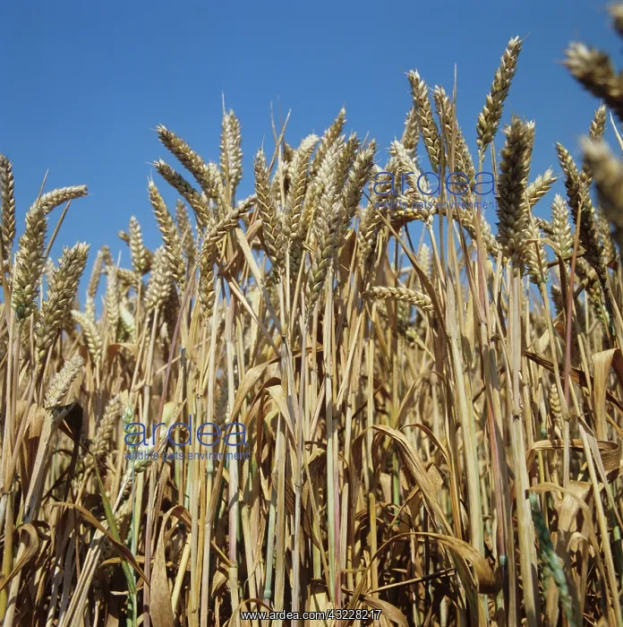 : Ripe ears of golden wheat : Ripe ears of golden wheat
