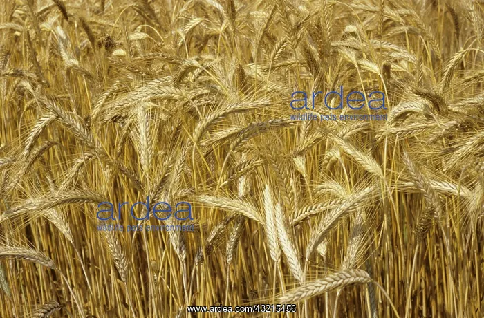: Ripe ears of triticale : Ripe ears of triticale