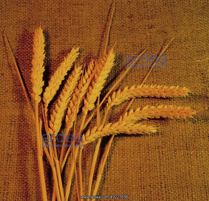 : Ripe ears of wheat : Ripe ears of wheat