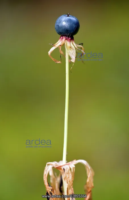 : Ripe fruit of Herb Paris - in autumn : Ripe fruit of Herb Paris - in autumn