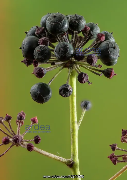 : Ripe fruits of common ivy, Hedera helix, in early : Ripe fruits of common ivy, Hedera helix, in early