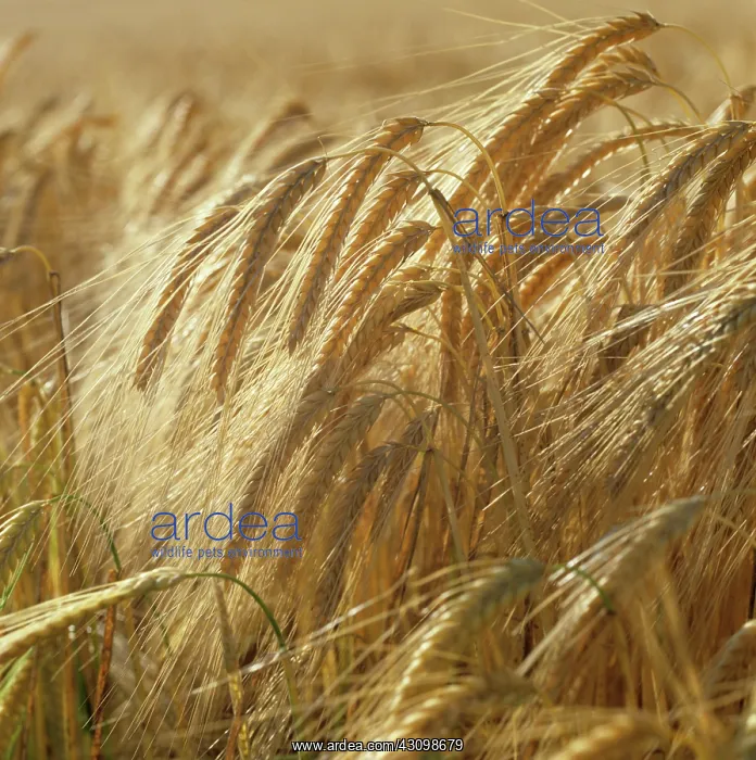: Ripe Golden Ears : Ripe Golden Ears