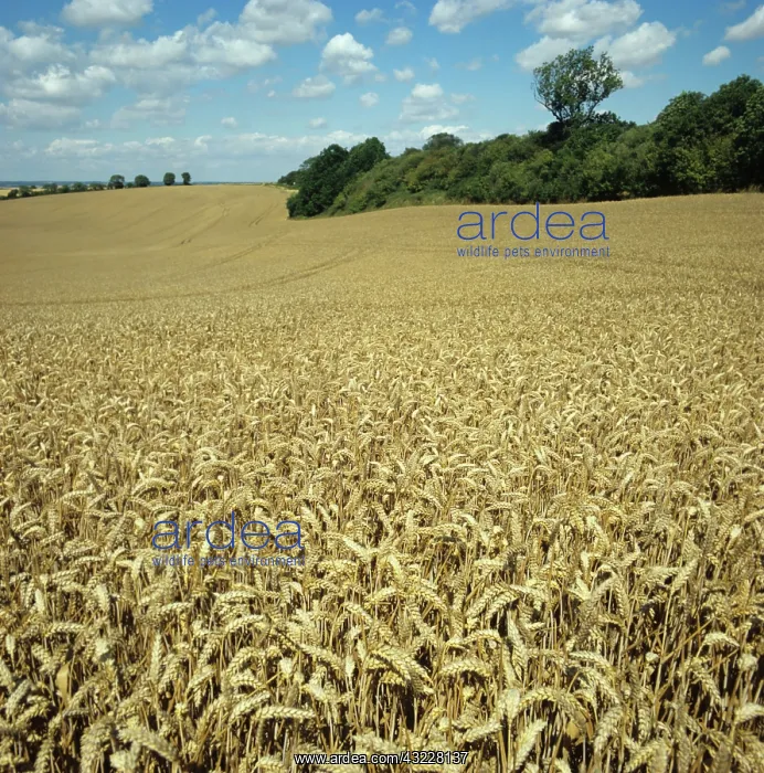 : Ripe golden wheat : Ripe golden wheat