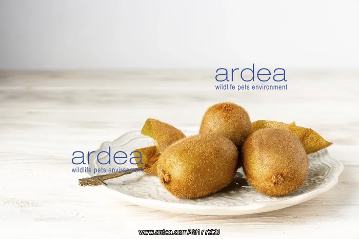 : Ripe kiwis lie on a white ceramic plate : Ripe kiwis lie on a white ceramic plate