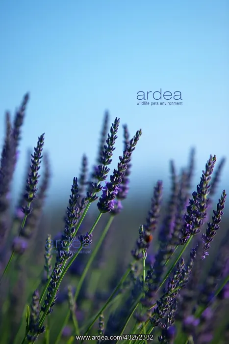 : Ripe lavender, Provence, France : Ripe lavender, Provence, France
