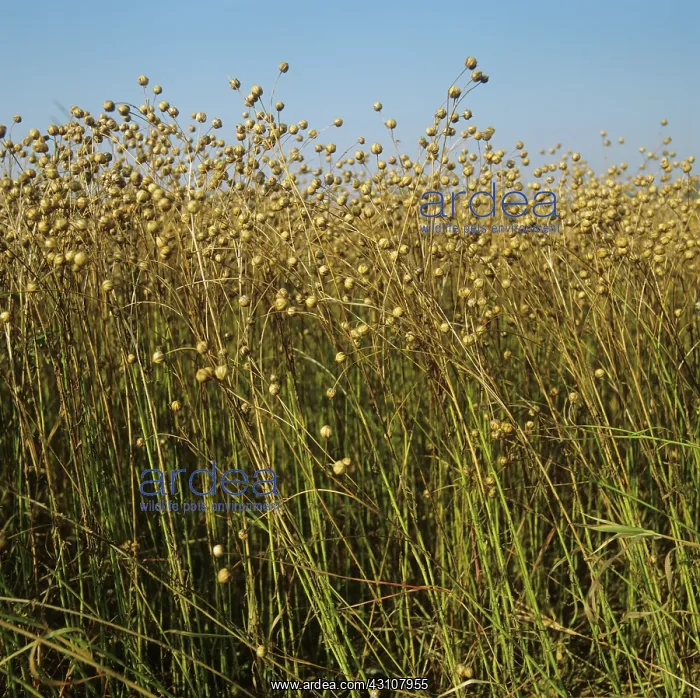  : Ripe linseed crop close to harvest