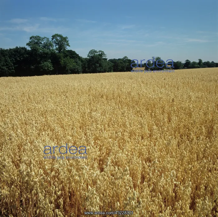 : Ripe oat crop : Ripe oat crop