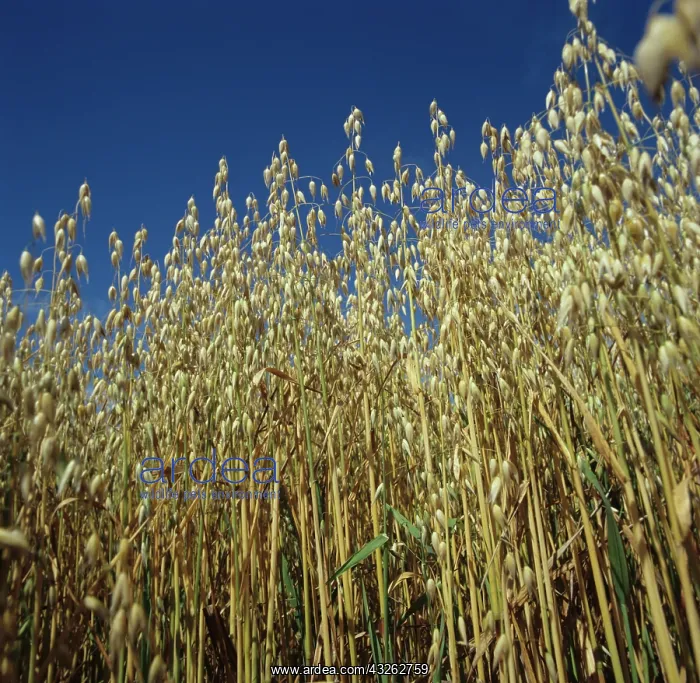 : Ripe Oat Crop : Ripe Oat Crop