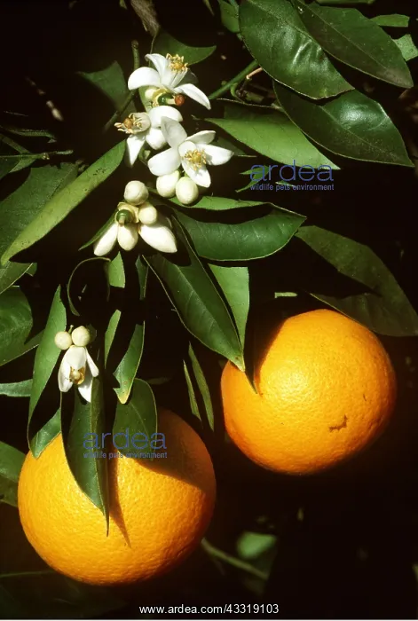 : RIPE ORANGES & Blossoms : RIPE ORANGES & Blossoms