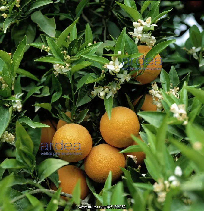 : Ripe oranges and flowers, Valencia, Spain : Ripe oranges and flowers, Valencia, Spain