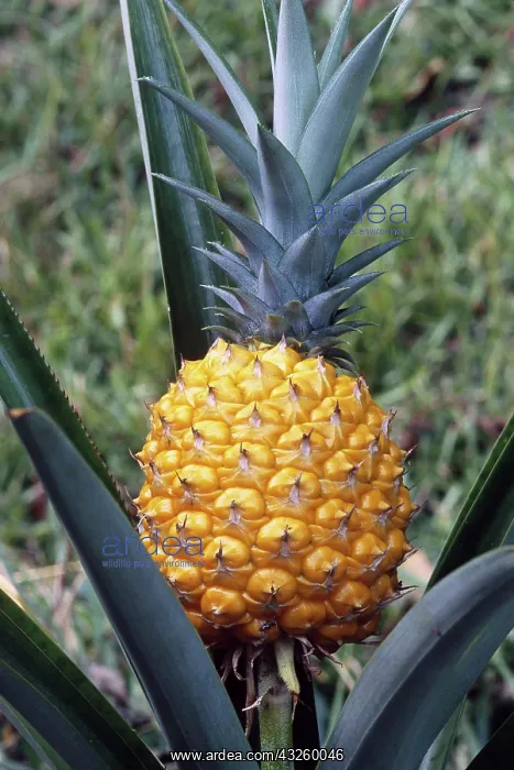 : Ripe pineapple (Ananas comosus), NC : Ripe pineapple (Ananas comosus), NC