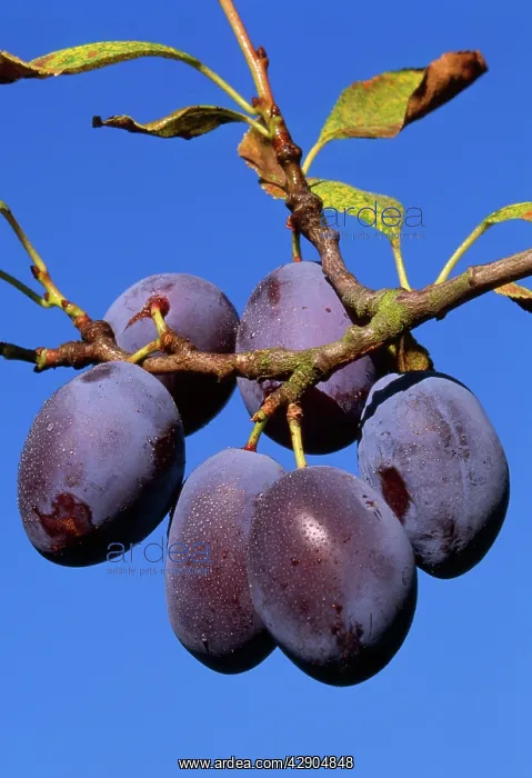  : Ripe PLUMS