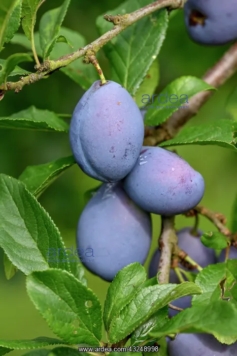 : Ripe Plums (Prunus domestica) hanging on the tree : Ripe Plums (Prunus domestica) hanging on the tree