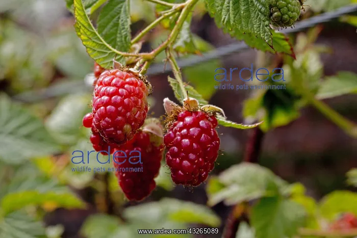  : Three ripe rasberries UK