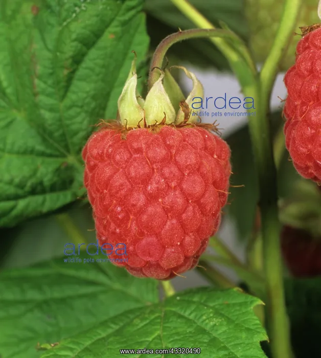 : Ripe raspberry : Ripe raspberry