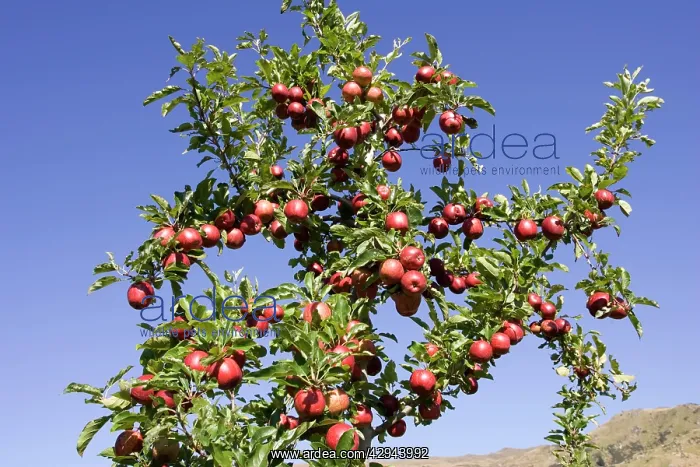 : Ripe red apples in orchards near Cromwell : Ripe red apples in orchards near Cromwell
