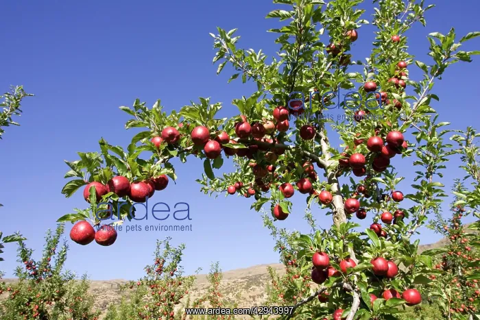 : Ripe red apples in orchards near Cromwell : Ripe red apples in orchards near Cromwell