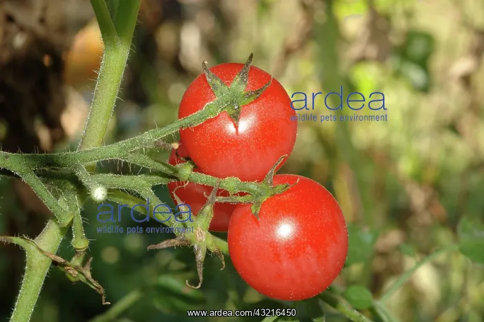 : Ripe Red Cherry Tomatoes : Ripe Red Cherry Tomatoes