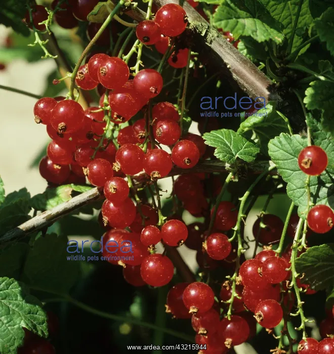 : Ripe red currants : Ripe red currants