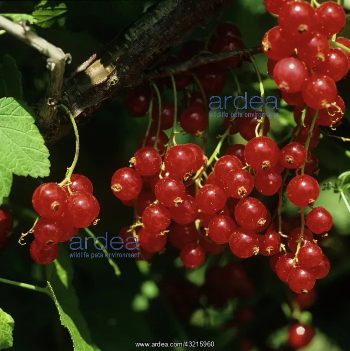 : Ripe red currants : Ripe red currants