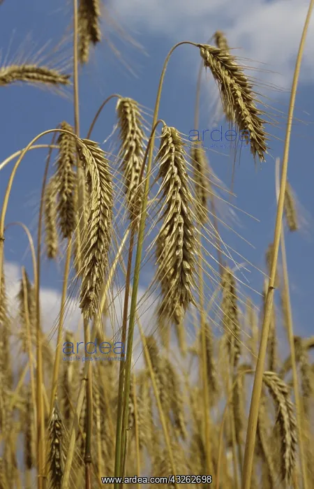 : Ripe Rye. Ripe ears of rye (Secale cereale) : Ripe Rye. Ripe ears of rye (Secale cereale)