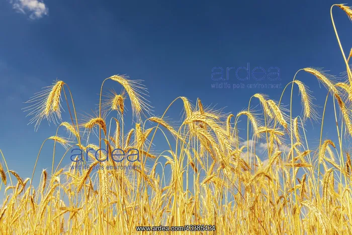 : Ripe rye, grain field, Rnmerstein, Baden-Warttemberg : Ripe rye, grain field, Rnmerstein, Baden-Warttemberg