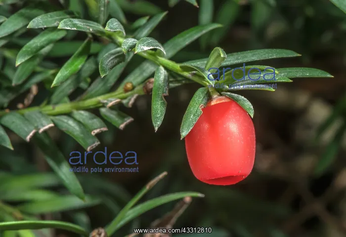 : Ripe Seed cone of Common yew, Taxus baccata, with aril : Ripe Seed cone of Common yew, Taxus baccata, with aril