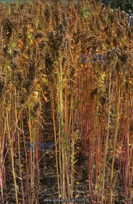 : Ripe seedheads of quinoa : Ripe seedheads of quinoa