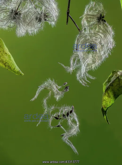 : The ripe seeds or fruits of Traveller's-joy, Cle : The ripe seeds or fruits of Traveller's-joy, Cle