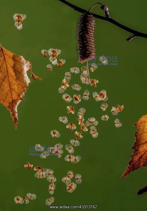 : Ripe seeds of Silver birch, Betula pendula, disp : Ripe seeds of Silver birch, Betula pendula, disp