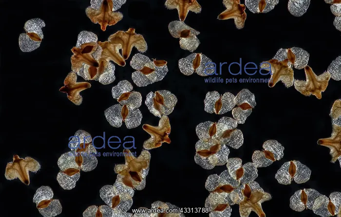 : Ripe seeds of Silver birch, Betula pendula, disp : Ripe seeds of Silver birch, Betula pendula, disp