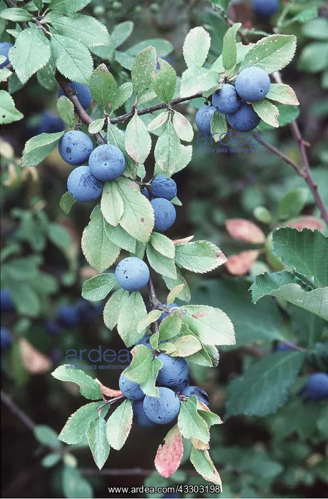 : RIPE SLOES / BLACKTHORN : RIPE SLOES / BLACKTHORN